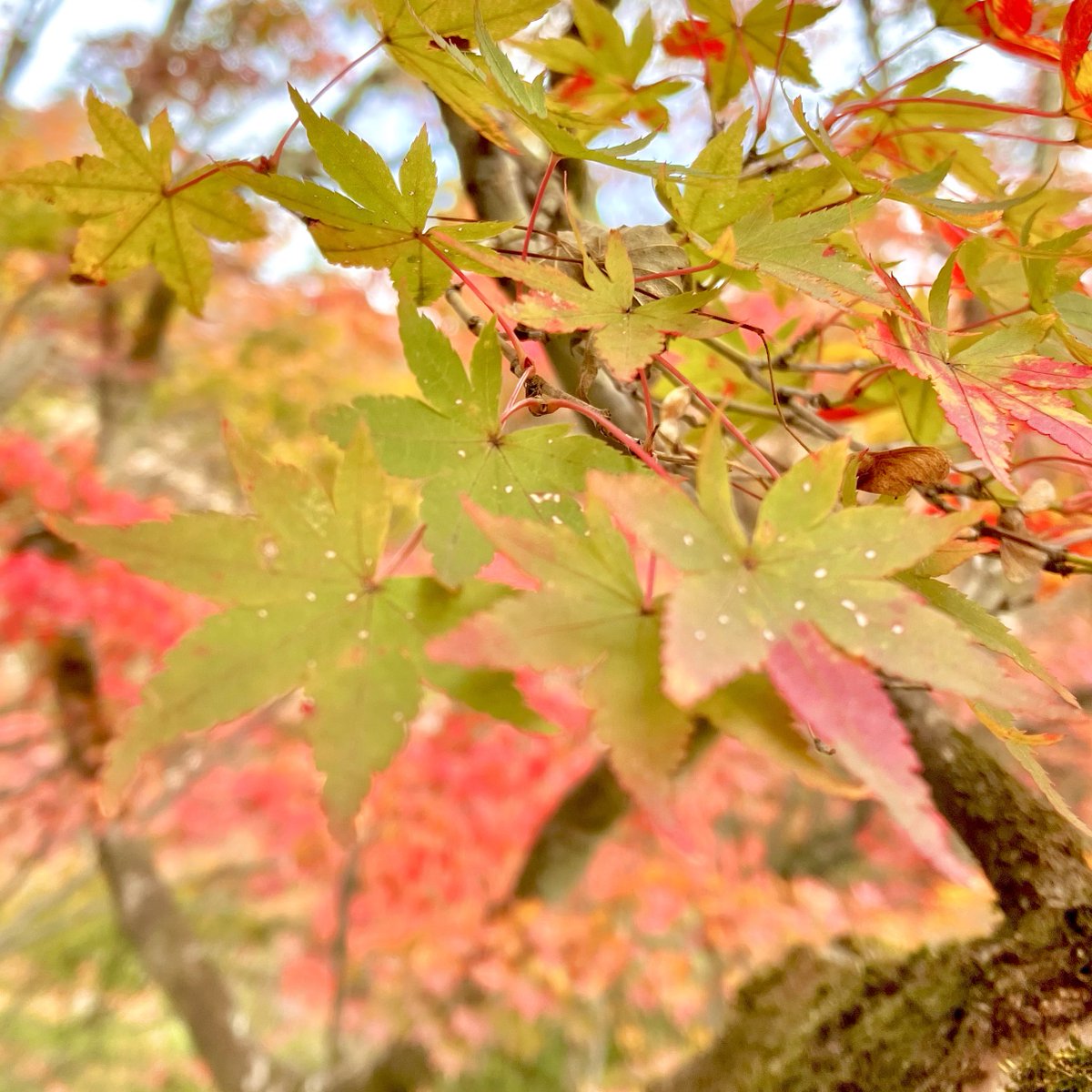 udonko05's tweet image. 京都、おいしいものいっぱい食べられて幸せだったな……
人多かったけど紅葉もベストシーズンで綺麗でした🍁