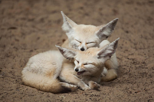 Fennec Every Hour! (@fenneceveryhr) on Twitter photo 