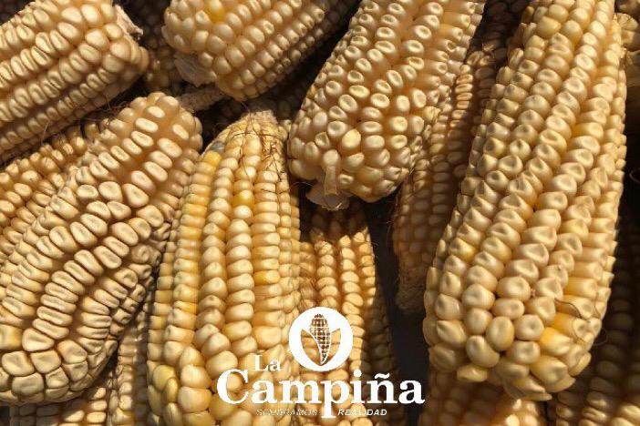 🎉🌽 Cada feria del maíz, cada trueque de semillas, cada tianguis campesino es una fiesta de la vida. ¡Comunidad que siembra, comunidad que celebra! 🥳🌾