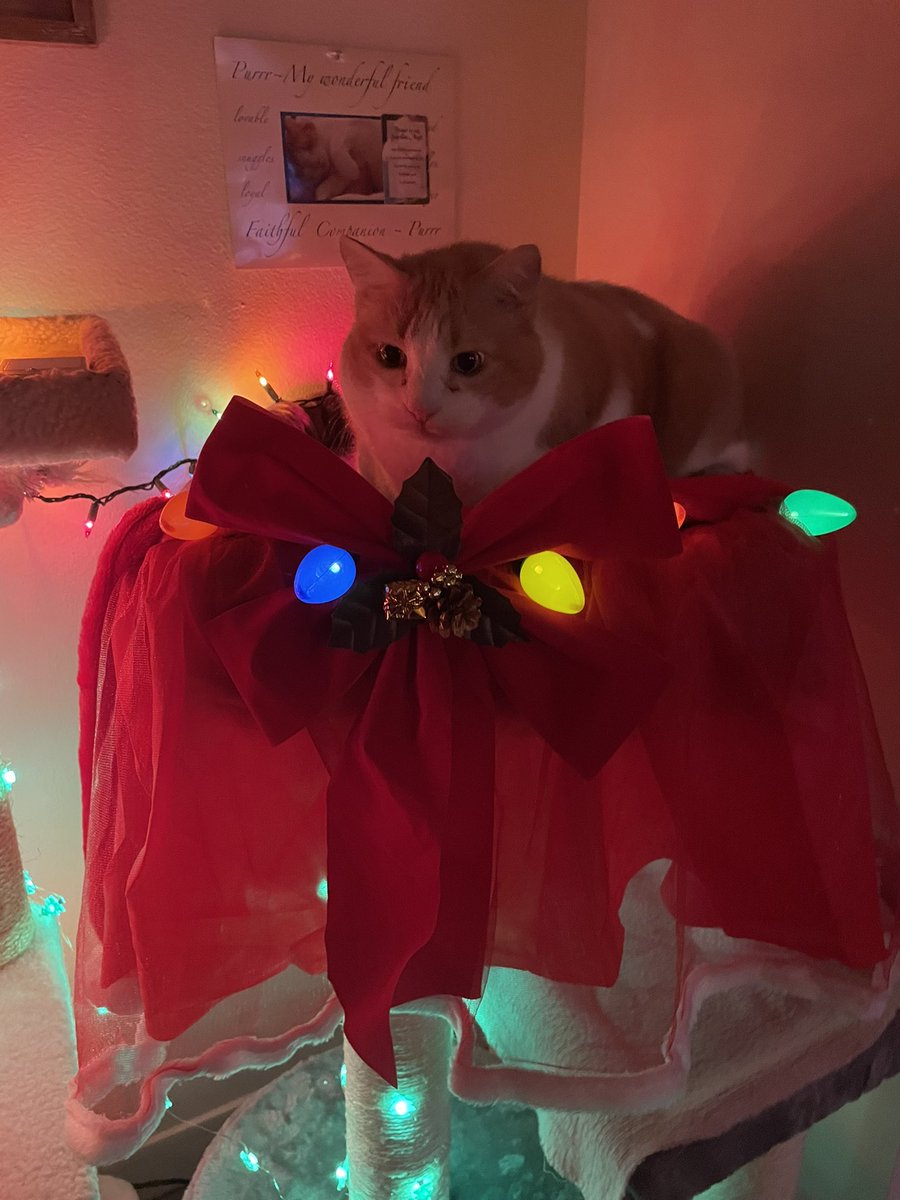 Laurabelle96Lm's tweet image. 