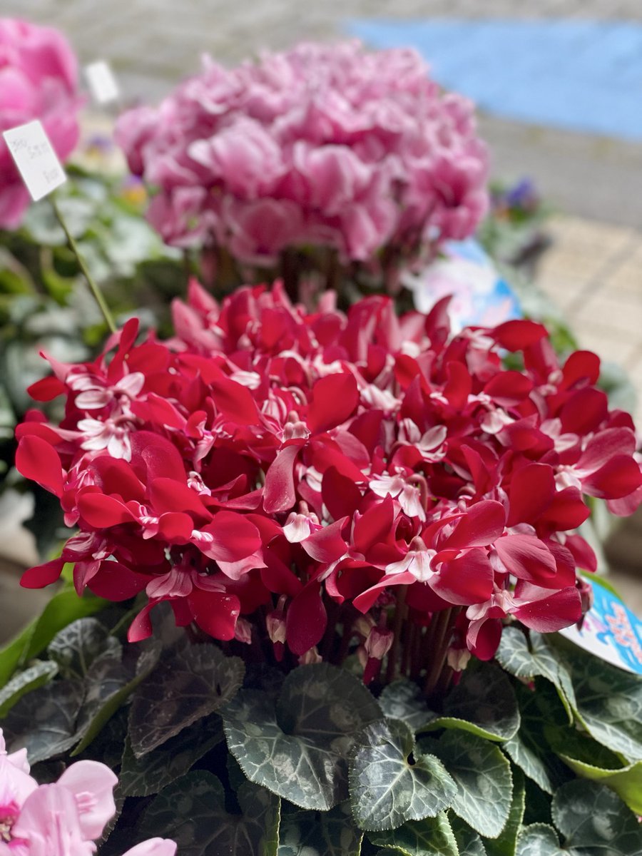 kashinoki1995's tweet image. シクラメン入荷しました😊
シクラメン キャンディーケーンのほか
アンシャンテ、ジックスなど

大切な方への贈り物にいかがでしょうか？
地方発送も承っておりますので
お気軽にお声掛けくださいませ☺️
#シクラメン #大切な方への贈り物 #花ギフト 
#花のある暮らし #TLを花でいっぱいにしよう