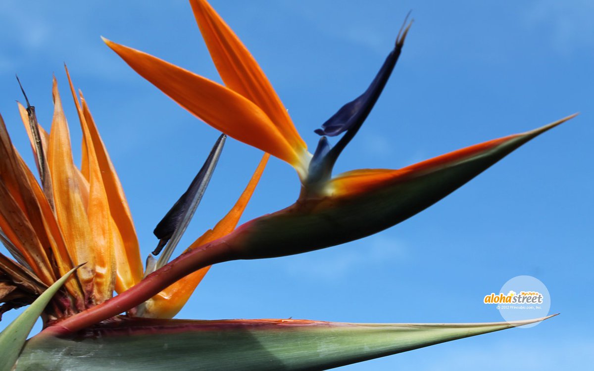 ハワイの「極楽鳥」として一般的に知られているのは、花の「極楽鳥花