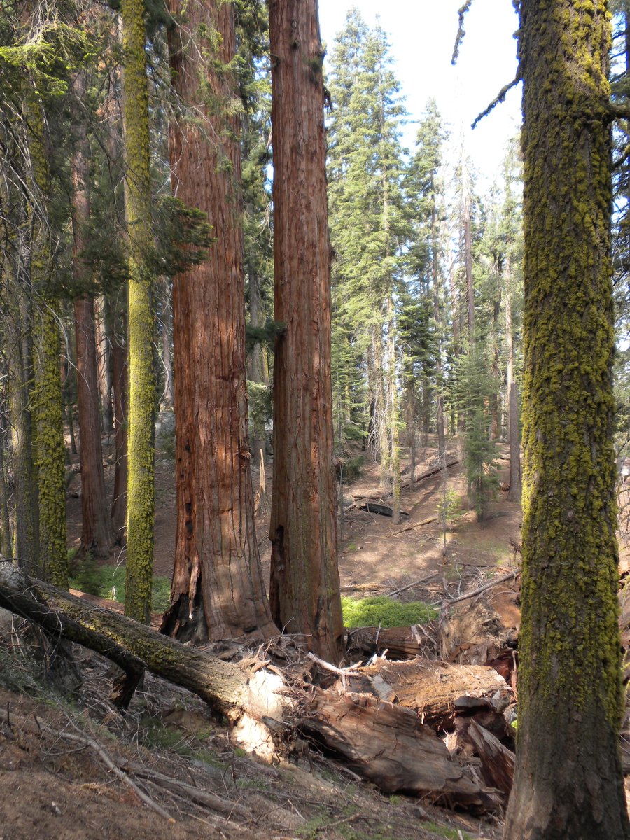 manuelacasasoli's tweet photo. From my hikes...

I took this picture sixteen years ago, walking amid the giants. How wonderful!

Sequoia National Park - California - 2009

Have a good day!

#hiking #thicktrunktuesday #nature #trees https://t.co/gyfPfjhaqY