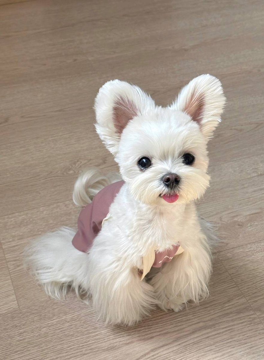 NicoleMoatt's tweet photo. Days with a dog are the softest version of life. https://t.co/iFtwE1EcRt