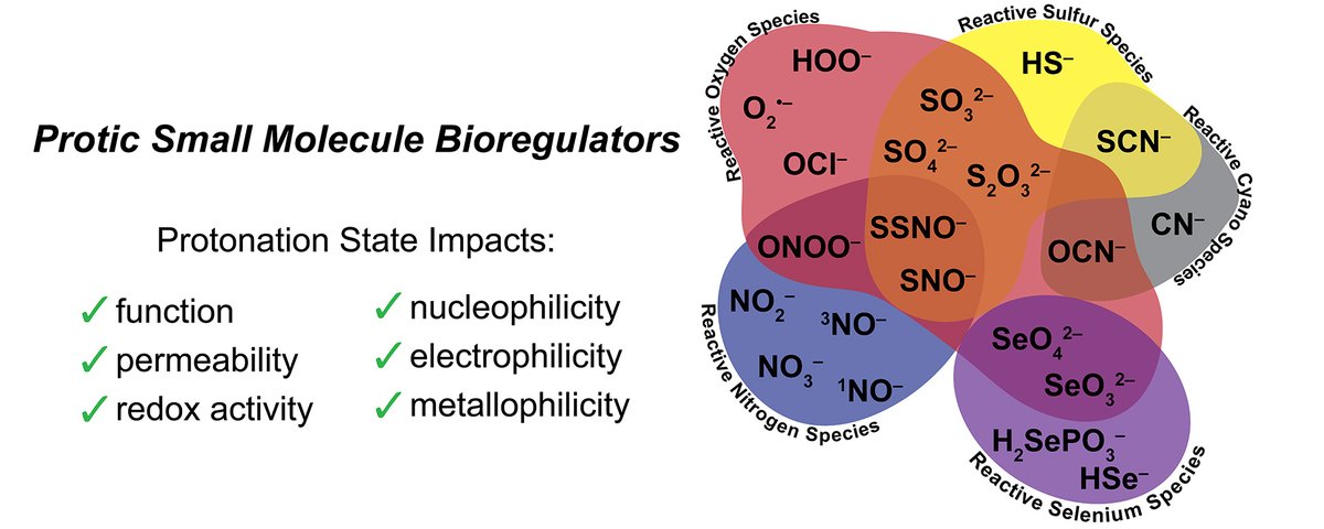 PluthGroup's tweet image. Do ‘gasotransmitters’ need to be gases? Andy makes the case in Redox Biology for Protic Small Molecule Bioregulators (PSMBs): a cross-cutting class of small molecules where protonation states impact biological speciation, permeability, &amp;amp; action. @agdavis98 doi.org/10.1016/j.redo…