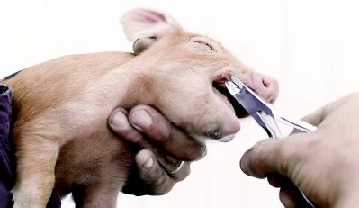 Instinctual abhorrence of the heinous violence that’s inflicted upon other sentient animals is an indicator of a morally healthy mind. To be complicit &amp; indifferent is not a product of "human nature”, but a product of human conditioning

We are #OneBillionScreams 
<a href="/PolAnimalClass/">We Are One Billion Screams</a>