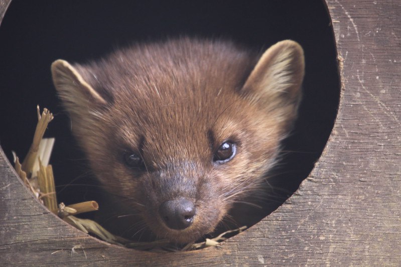 [🔗](api.tinyfox.dev/hourly/pinemar…)