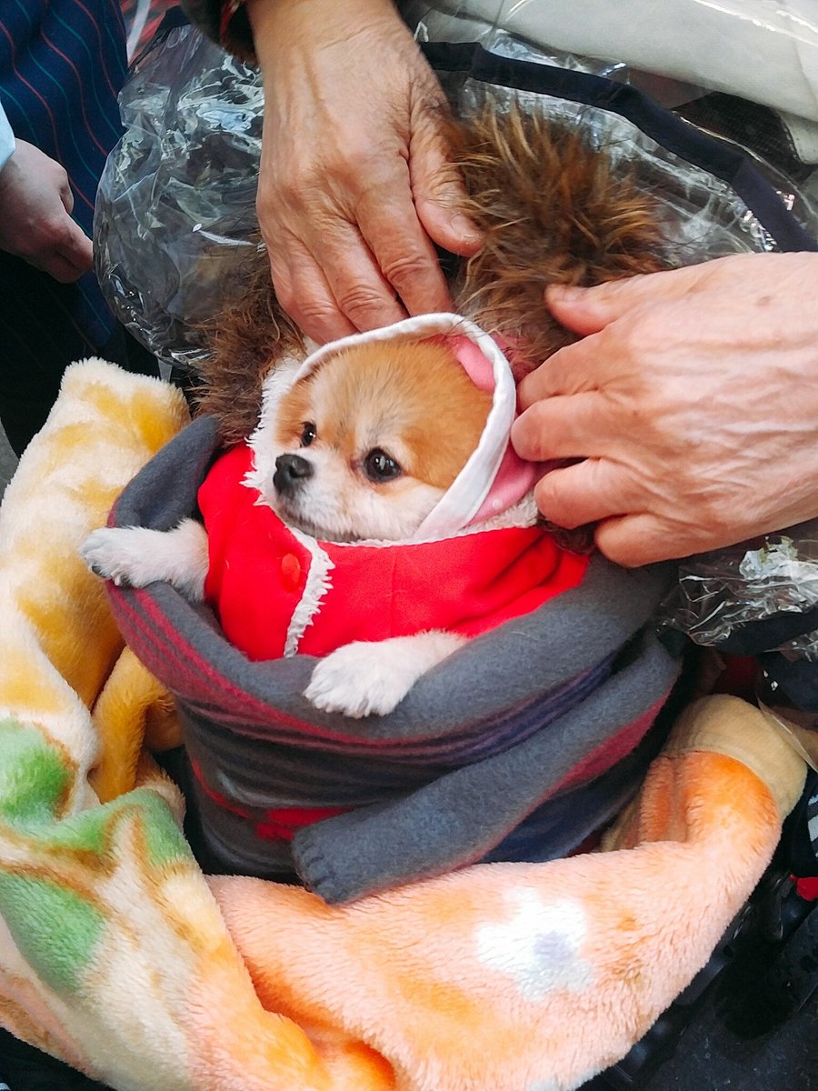 할머니들이 키우는 강아지들 한겨울 특징