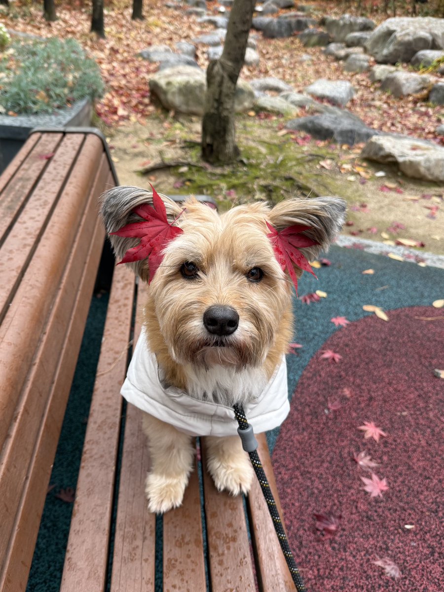 장안동불주먹 레오 (@leo_zip) on Twitter photo 