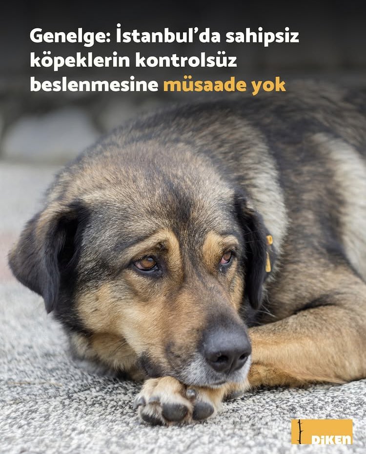 TCaysimozsoy's tweet image. 