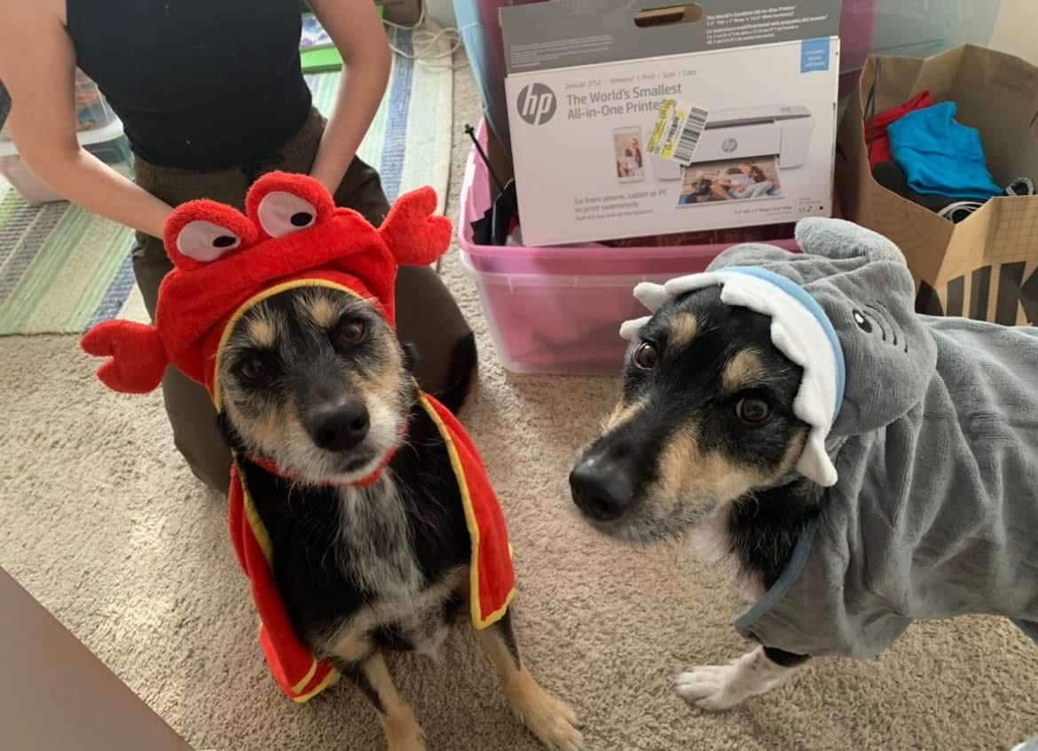 The_Mel_Belcher's tweet image. Serving pure serotonin, wrapped in fur and wagging tails 🐶💛

Hope my pups brighten your day! 🐾

#FeelGood #DogsOfX #DogContent #Wholesome #animals #DogLovers #dog #happy #memories