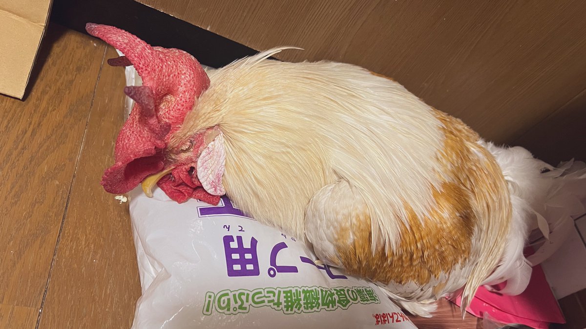 もっこり (@Mokkori_17) / Posts / X