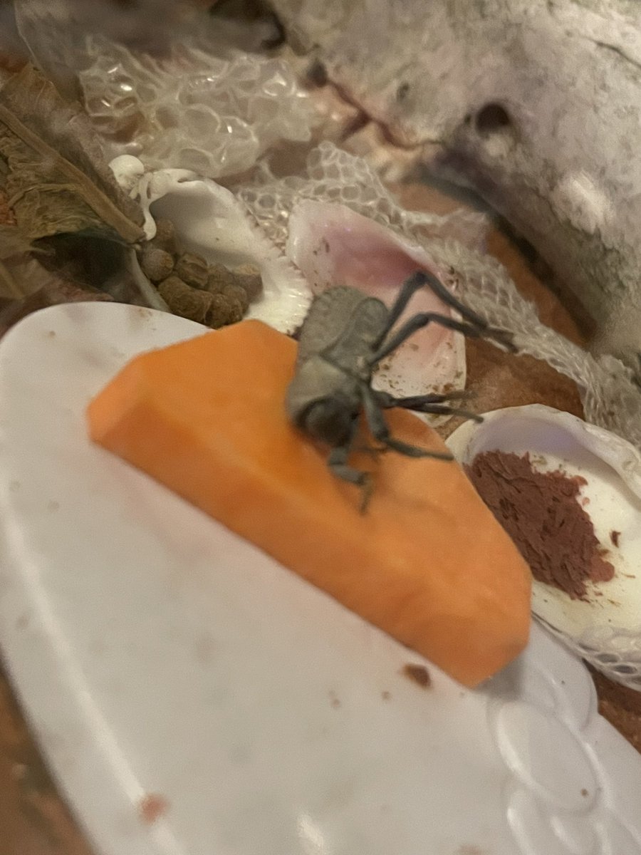 magicianscard's tweet image. I tried to show him that i put sweet potato in there for him but he died for a while and then got up