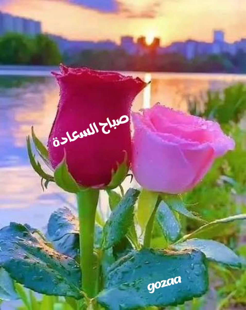 صباح الرضا… صباح يبدأ برضا القلب فيزهر اليوم كله بفضل الله🙏🏻💛🍃🍃
