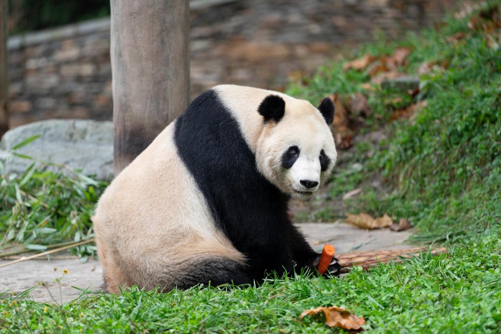 Fairyisme3's tweet image. ニンジンを手にした「泰山（タイシャン）」ちゃん、可愛すぎ！！
#panda #パンダ