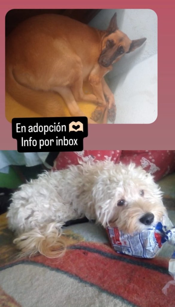 Pantunfla es la blanquita, es cruza de maltes y coquer aproximadamente 7 años, no es agresiva 

Dinosauria es según el veterinario pastor belga malinois, ella está esterilizada y tiene entre 5-6años, no es agresiva con otros perros pero no convive con gatos

Más info al: +52 56