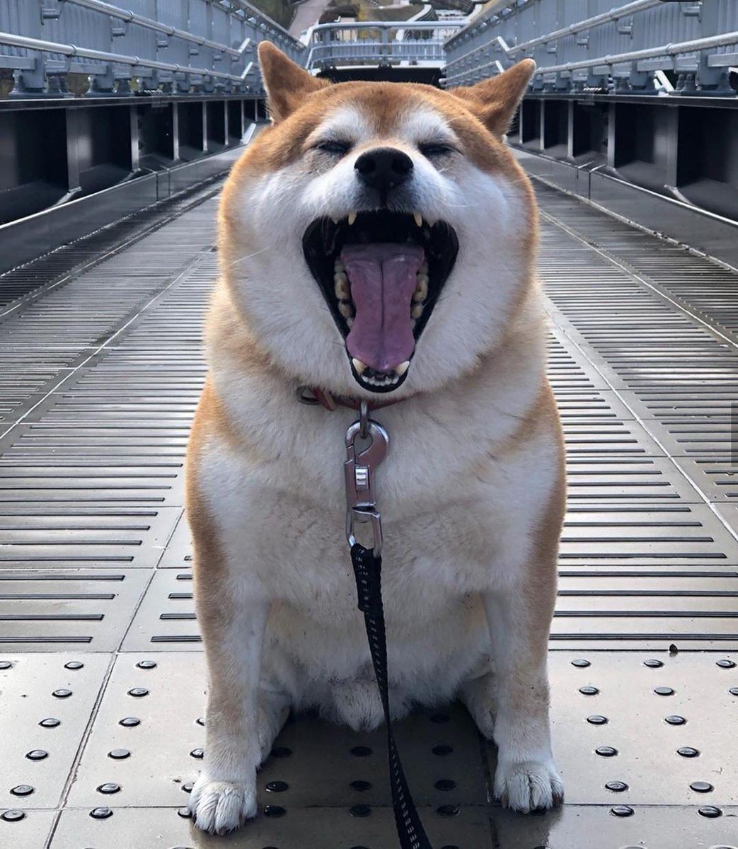 Shibetoshi Nakamoto (@billym2k) on Twitter photo 