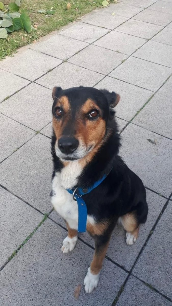 Este  perrito hace varios días está en Acha y Republica del Líbano, Quilmes. Es muy educado y guardian. Tiene ese collar y se nota que tenía familia. Difundir para encontrar a su familia o adopción.  Contacto  11 4169-9257
ATENCION QUILMES