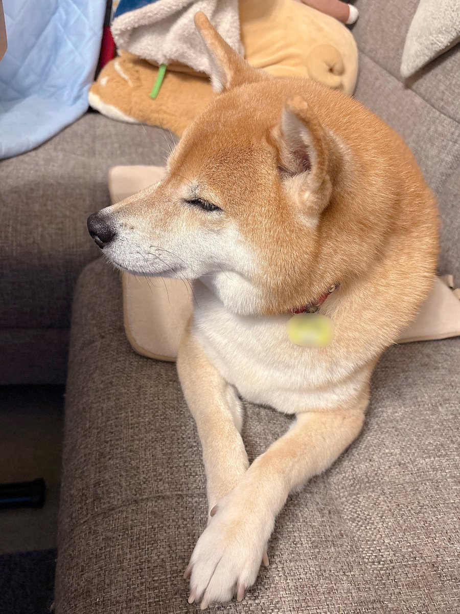 柴犬むぎ (@shiba_inu_mugi) / Posts / X