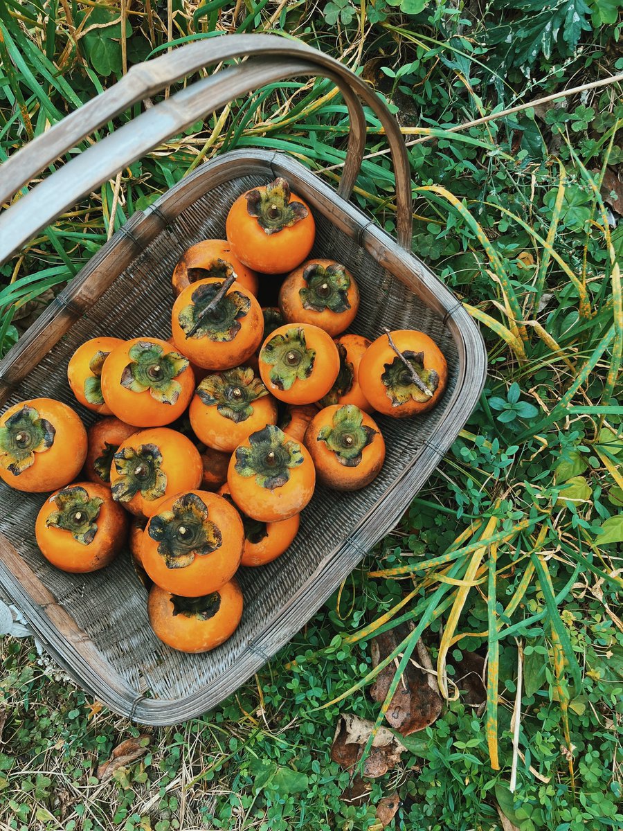 BuckedbytheStar's tweet image. My persimmon harvest. #Ehime #Japan