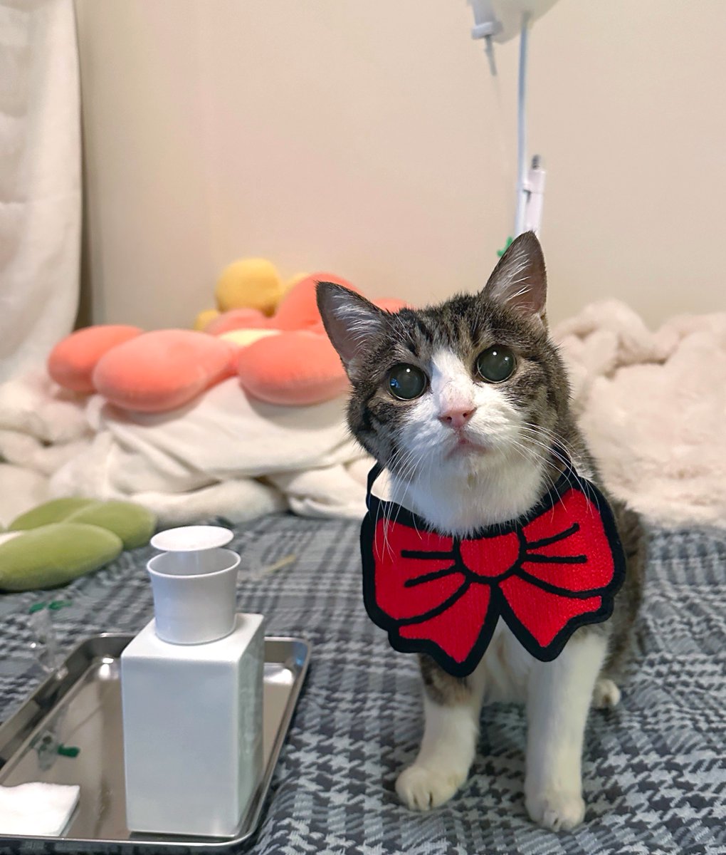 猫千代 0606 カード検索 ｜ Z/X - Zillions of enemy X - ゼクス公式サイト