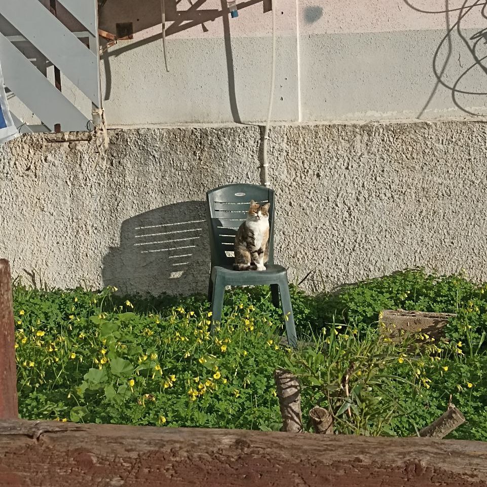 k_meriin's tweet image. Just sharing a local cat pic! 

 Have a purr-fect Sunday! ☀️

#devlog #vlog #indiegamedev #lifestyle