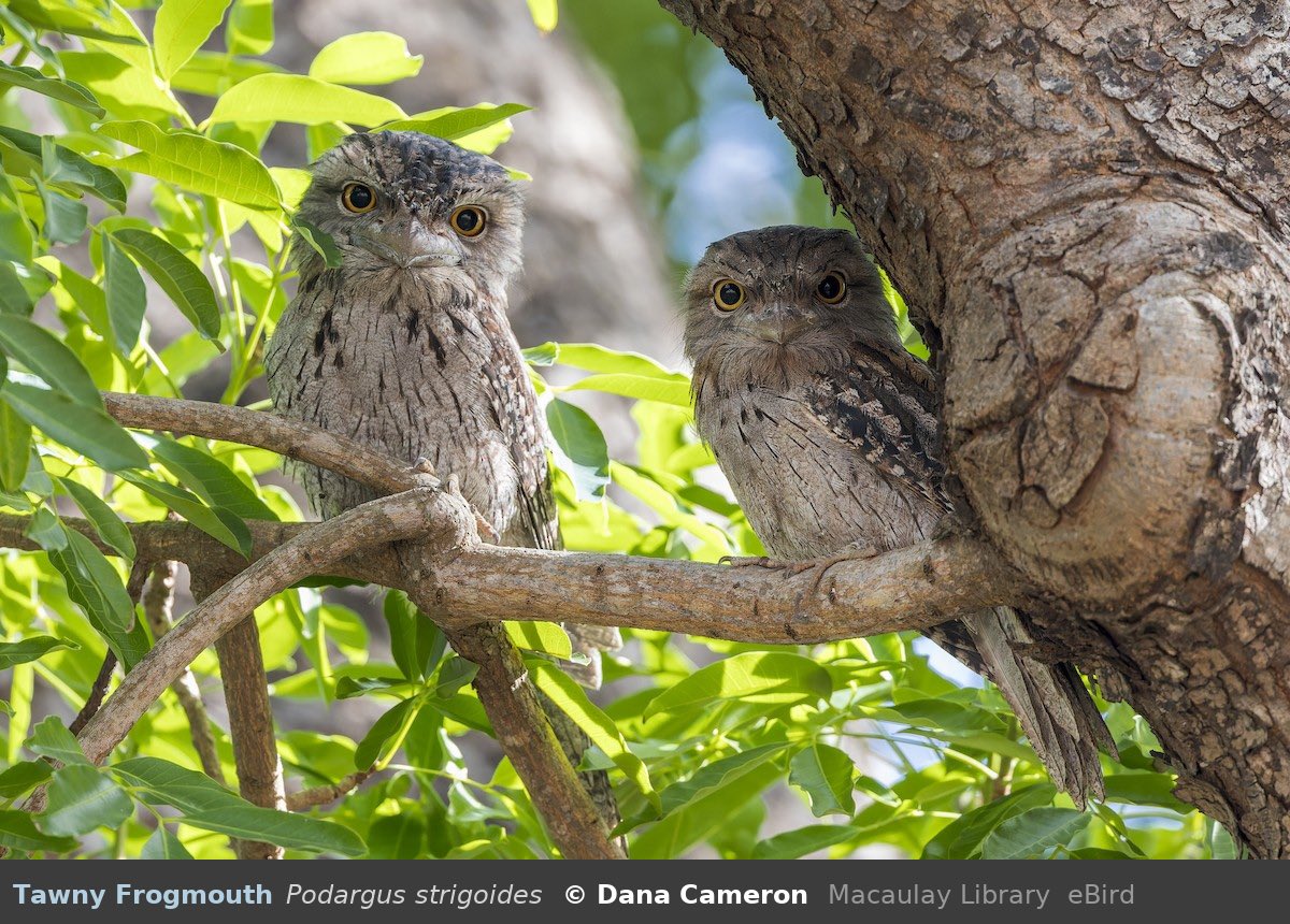 bird 54: tawny frogmouth

> found in: Australia 
> habitat: wide variety, from woodlands and savannas to suburban areas
> eats: insects, small mammals, reptiles, frogs, and birds
> status: least concern

photo by Dana Cameron