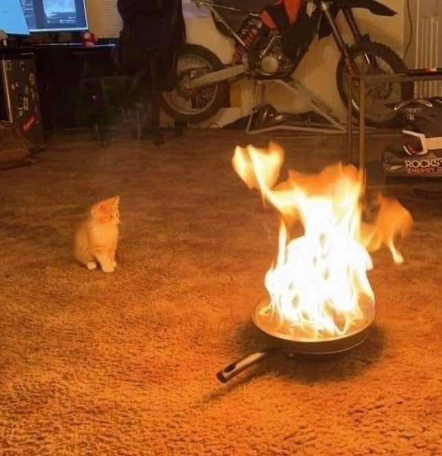 lee know as cats 🐱 tweet media