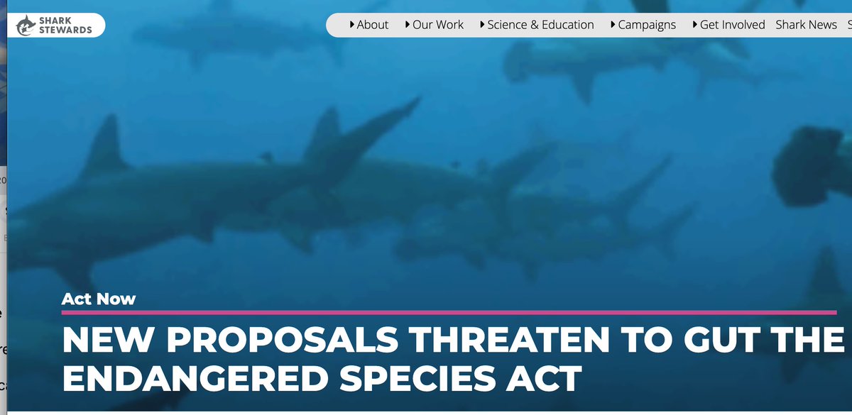 David McGuire, SHARKSTEWARDS tweet media