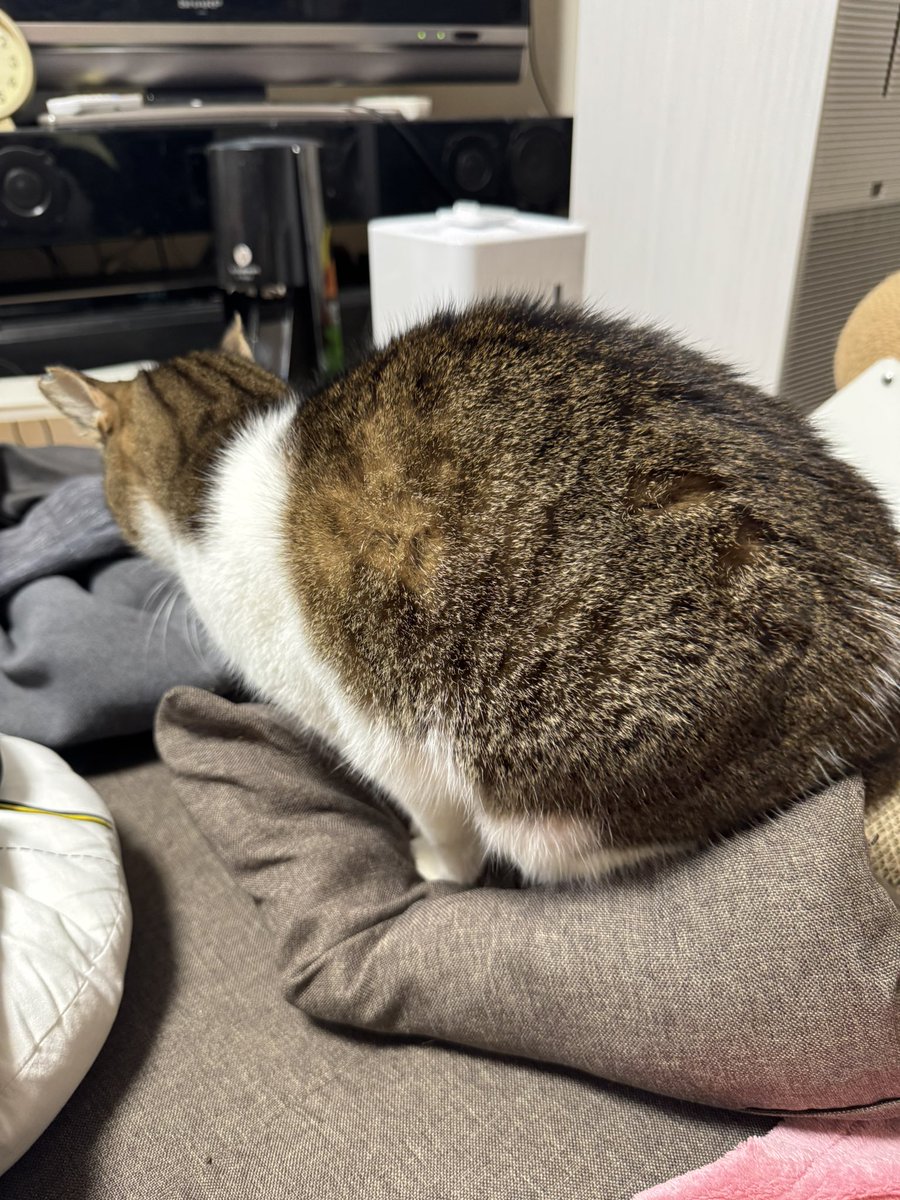 YouTubeもよろしくにゃ