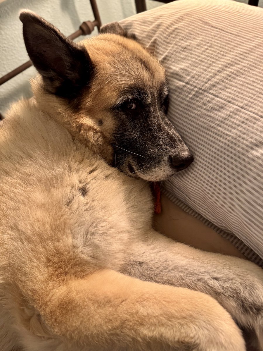 ૮ ･ ﻌ･ა Trash Puppy tweet media