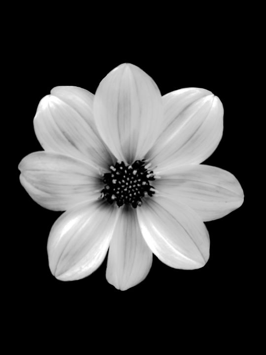 fancycarrie3's tweet photo. Art of the Day! "Dogwood Flower". Buy at: https://t.co/ZQp8X5q9VT https://t.co/rIFDCDkOBa