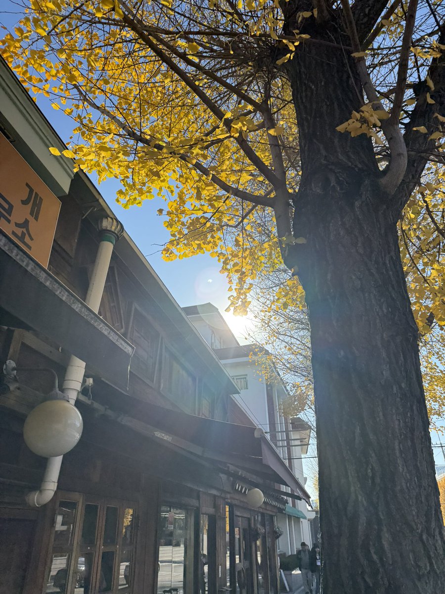 今年はクリスマスと紅葉が🍁
一緒にみられる
不思議な年ですね。
#한국