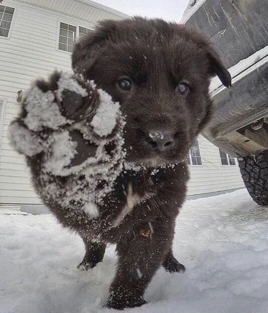 💖 (@twaniimals) on Twitter photo 