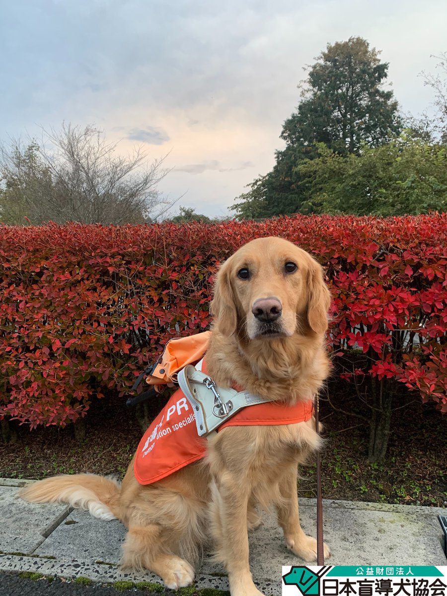 JGDA_GuideDog's tweet image. 【イベント情報】
涼しくなり始めたかと思えば、一気に冬の訪れとなりましたね🍃
富士ハーネスでは、雪化粧をした富士山と紅葉のコラボレーションが見られます🗻🍁
12月のイベント情報を更新しています。…