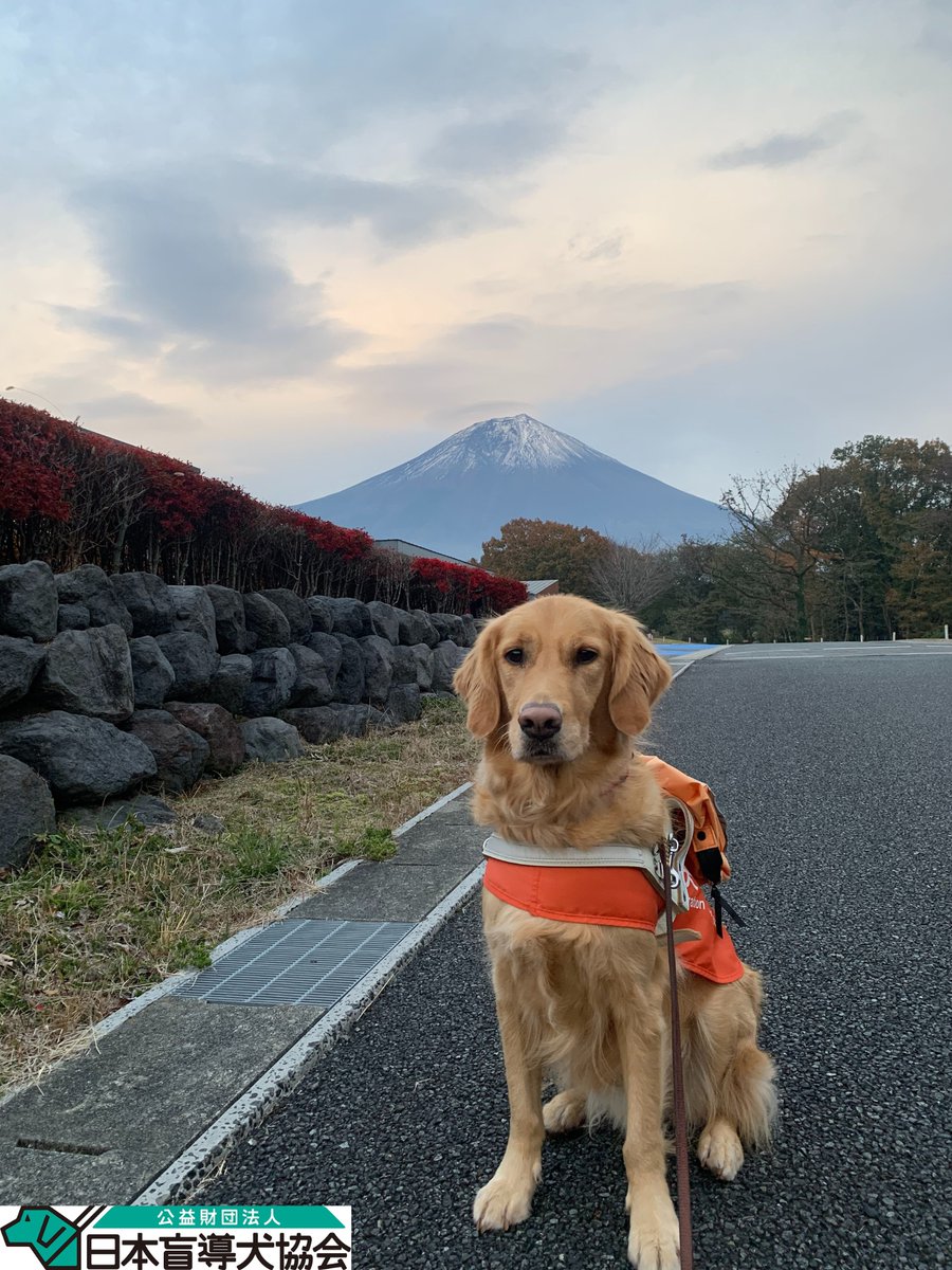 JGDA_GuideDog's tweet image. 【イベント情報】
涼しくなり始めたかと思えば、一気に冬の訪れとなりましたね🍃
富士ハーネスでは、雪化粧をした富士山と紅葉のコラボレーションが見られます🗻🍁
12月のイベント情報を更新しています。…
