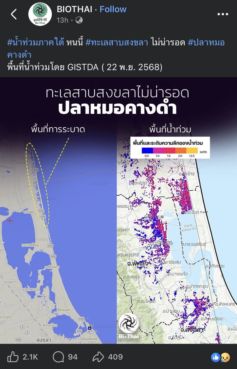 pnvich2's tweet image. ปลาหมอคางดำกำลังจะเข้าสู่ทะเลสาบสงขลา ทะเลที่มีความหลากหลายของปลา เพราะเป็นทะเลสาบที่มีช่องทางติดกับทะเล ทำให้สภาพน้ำแบ่งเป็นน้ำกร่อยและน้ำจืด ปลาน้ำกร่อยที่เราคุ้นเคย คือปลากระบอกของดีเมืองสงขลา เตรียมตัวเลยค่ะ อีคนทำเรื่องลอยตัวไปแล้ว คนรับกรรมคือ ปชช #น้ำท่วมสงขลา