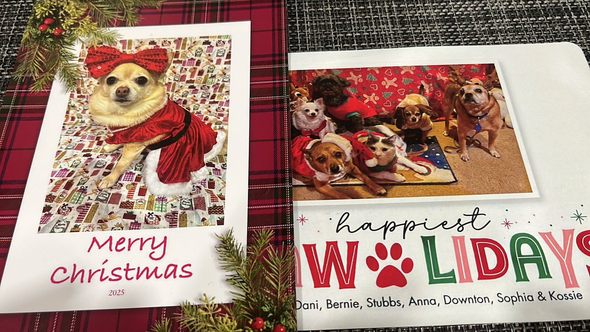 chicathechih's tweet image. Thank you to our friends @Pomchi_Puppy (Tinkerbell) and @paco5775  and the gang for our Christmas cards. We love them and you all so much.