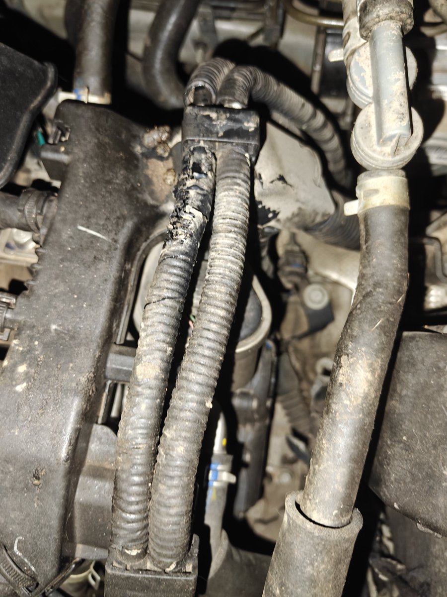 ap_pune's tweet image. Rats nibbling at wires/ pipes in a car.

Has anyone faced this issue? 
What is a long term remedy?