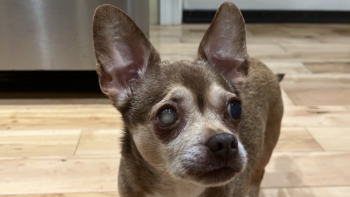 chicathechih's tweet image. Just waiting patiently for the dad to feed me #dinner. ~ chica 
#Monday #TaterTotSquad #Dog #Dogs #NOVEMBER
