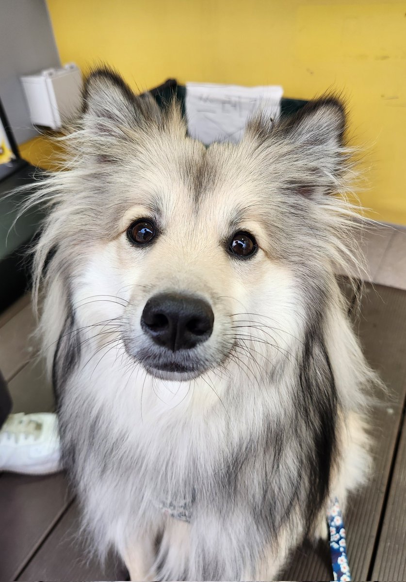 저는 하울링하는 법 몰라여 
대신 손가락을 깨물었어여