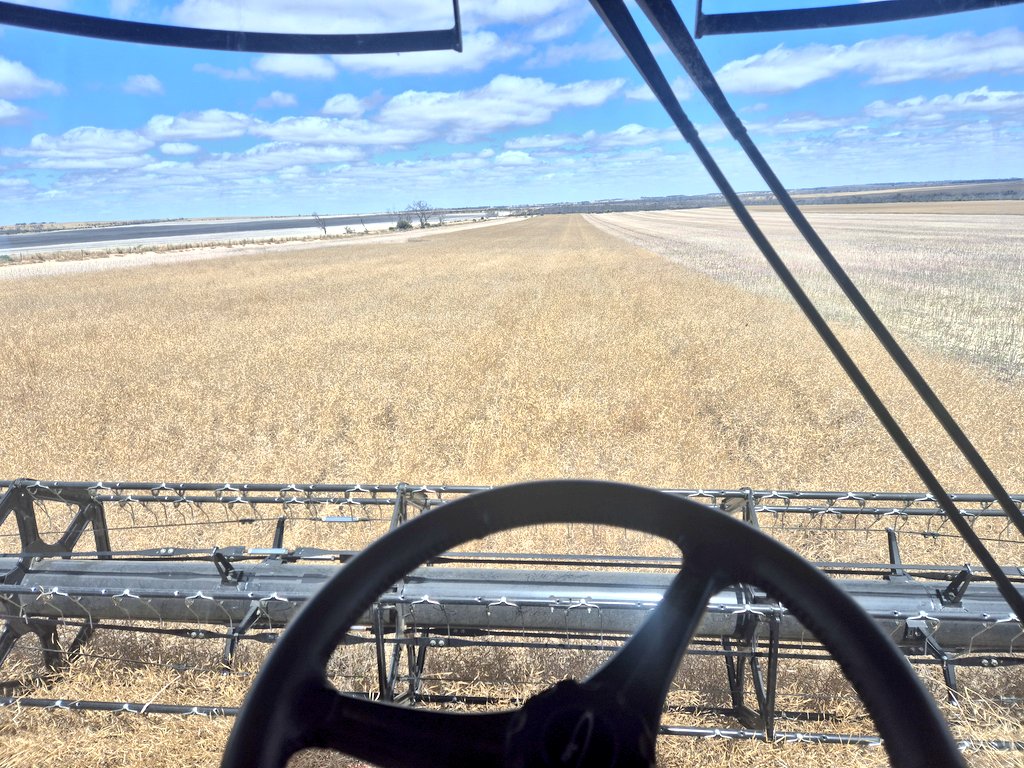 Ashley_Jacobs92's tweet image. Canola water use efficiency pushing the 8 to 11kg per mm this year. Well up on average. Correct time of germination and a good germination goes a long way.