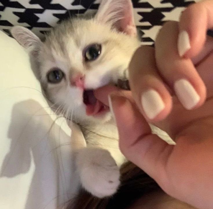 🇸🇾 (@_bqll) on Twitter photo 