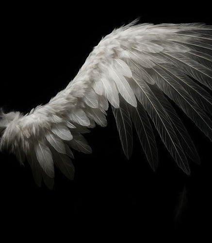 ᅠᅠᅠᅠᅠ❛ ℐ𝑐𝑎𝑟𝑢𝑠 。 tweet media