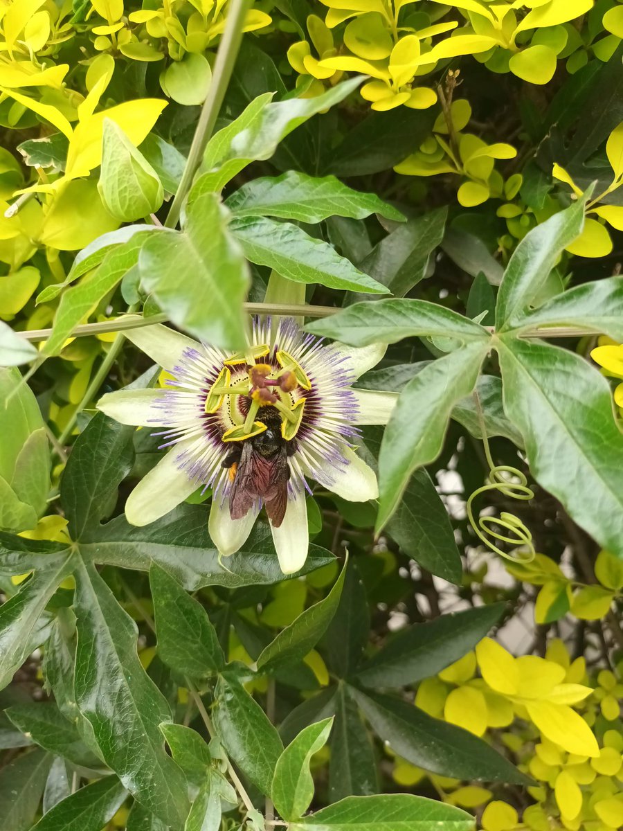 AwesomeHexcore's tweet image. 