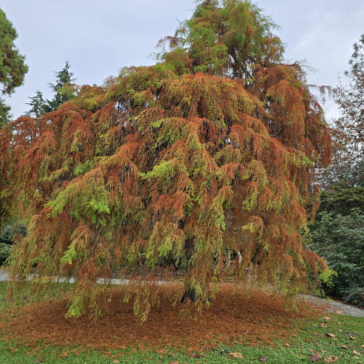 there are some trees with so much detail that your own vision starts to glitch out and your head overheats
