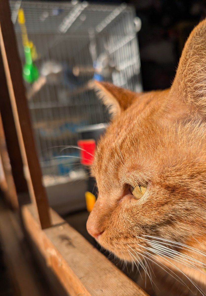 uesugi_sato's tweet photo. お友達に黄桃の缶詰を貰いました。
みかん🐈️と大きさ比較をしてみた。
みかん🐈️が大きすぎて比較できないっ（笑）
すると、きらん🐩が邪魔をしてくるのである😂
3キロの缶詰はでかっ！
#猫　#プードル　#大きさ比較 https://t.co/dAgLs9xIzW