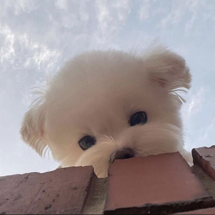 strawberrydoran's tweet image. my puppy