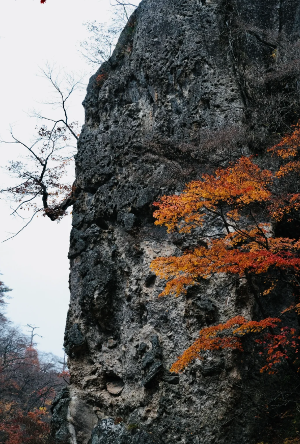 LC092395's tweet photo. 今年は豊かな秋の色を収穫しました。  
鳴子峡、山寺、面白山の紅葉が美しい川辺……  
仙台周辺を一周して満足しました。  
#日本生活 #紅葉 #仙台 #富士カメラ #富士XT3 https://t.co/TF6ctcG80d
