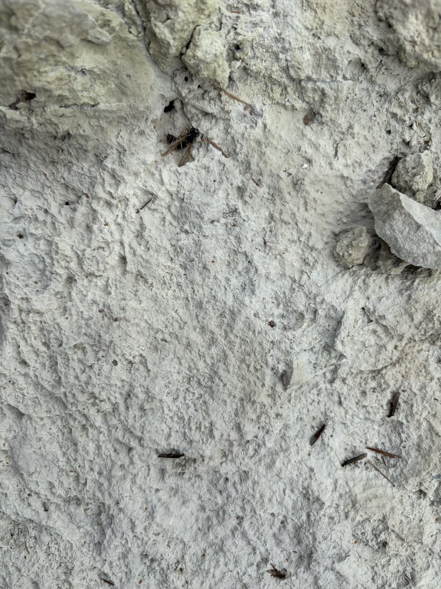 yokuyama's tweet image. 殺生石の瘴気でたくさんの生き物が生命を奪われている。